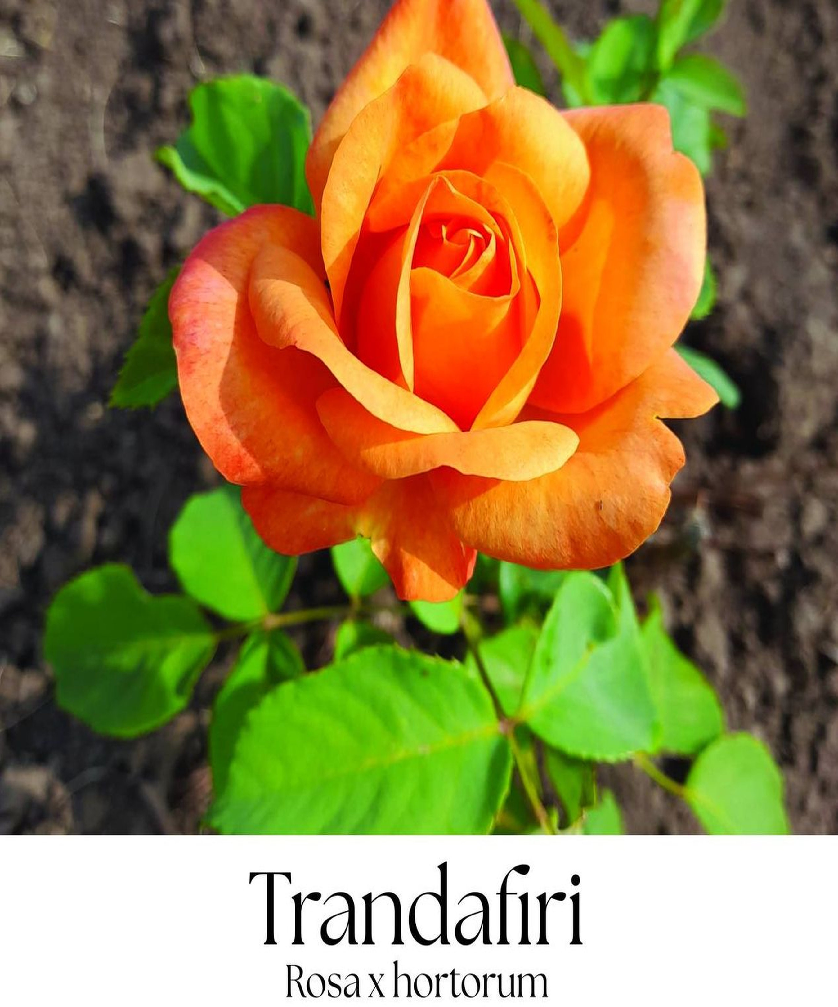 magazin trandafir servicii publice iasi