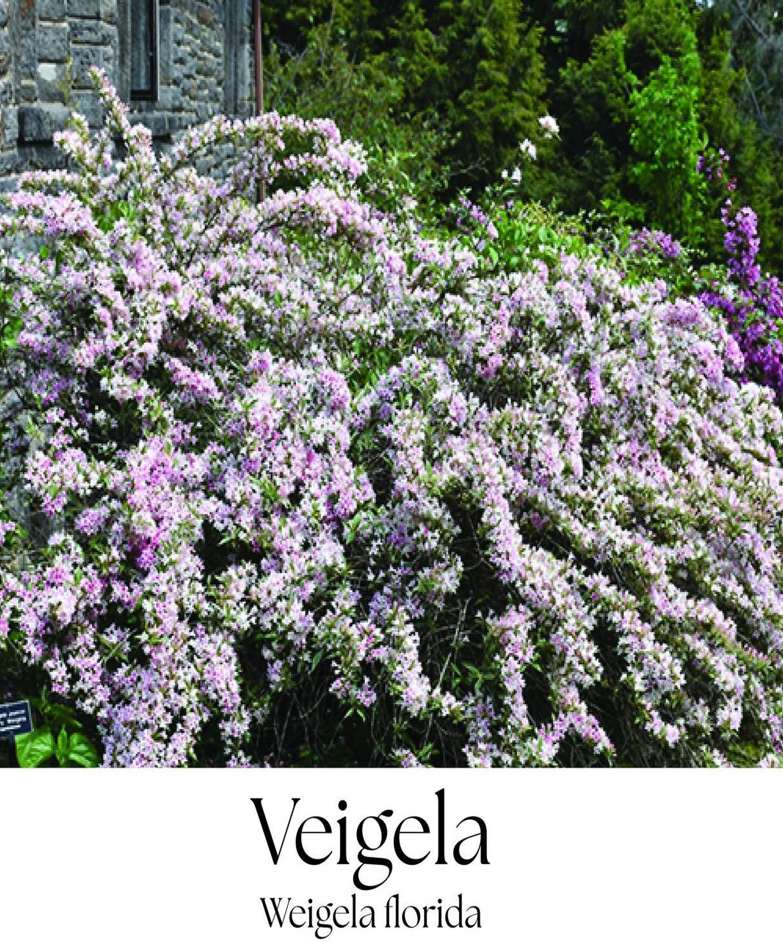 magazin veigela japoneza servicii publice iasi