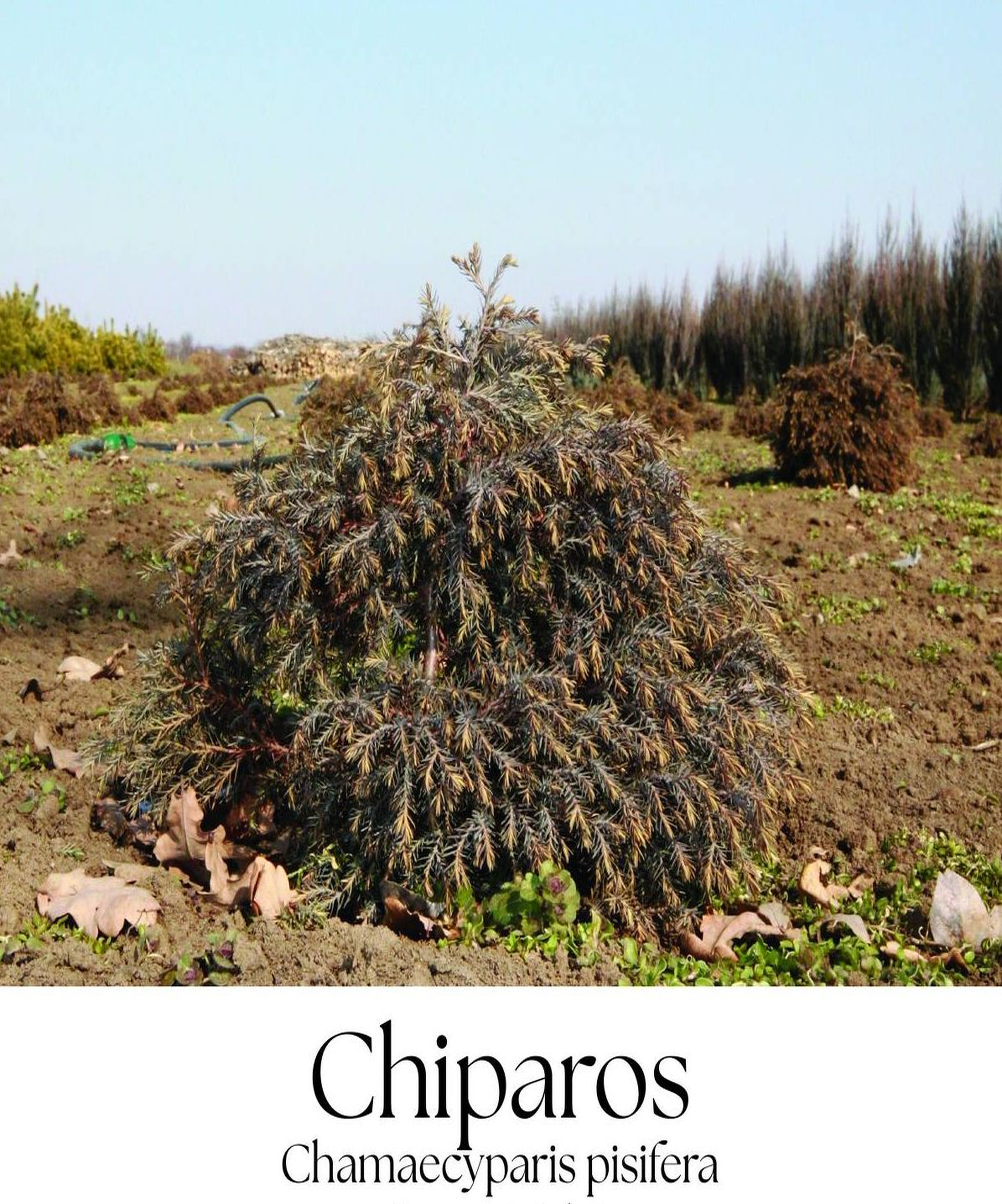 magazin chiparos servicii publice iasi