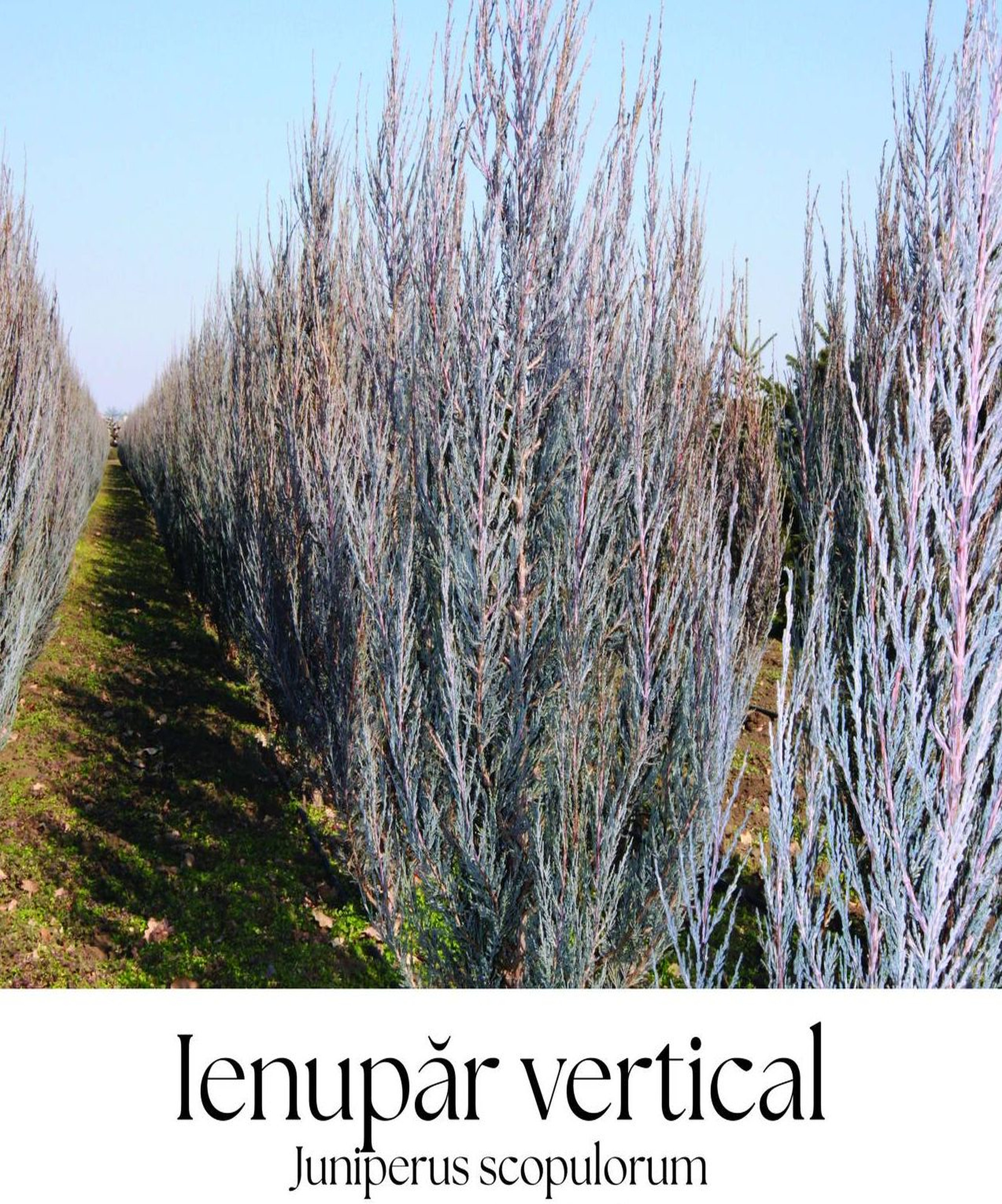 magazin ienupar vertical servicii publice iasi