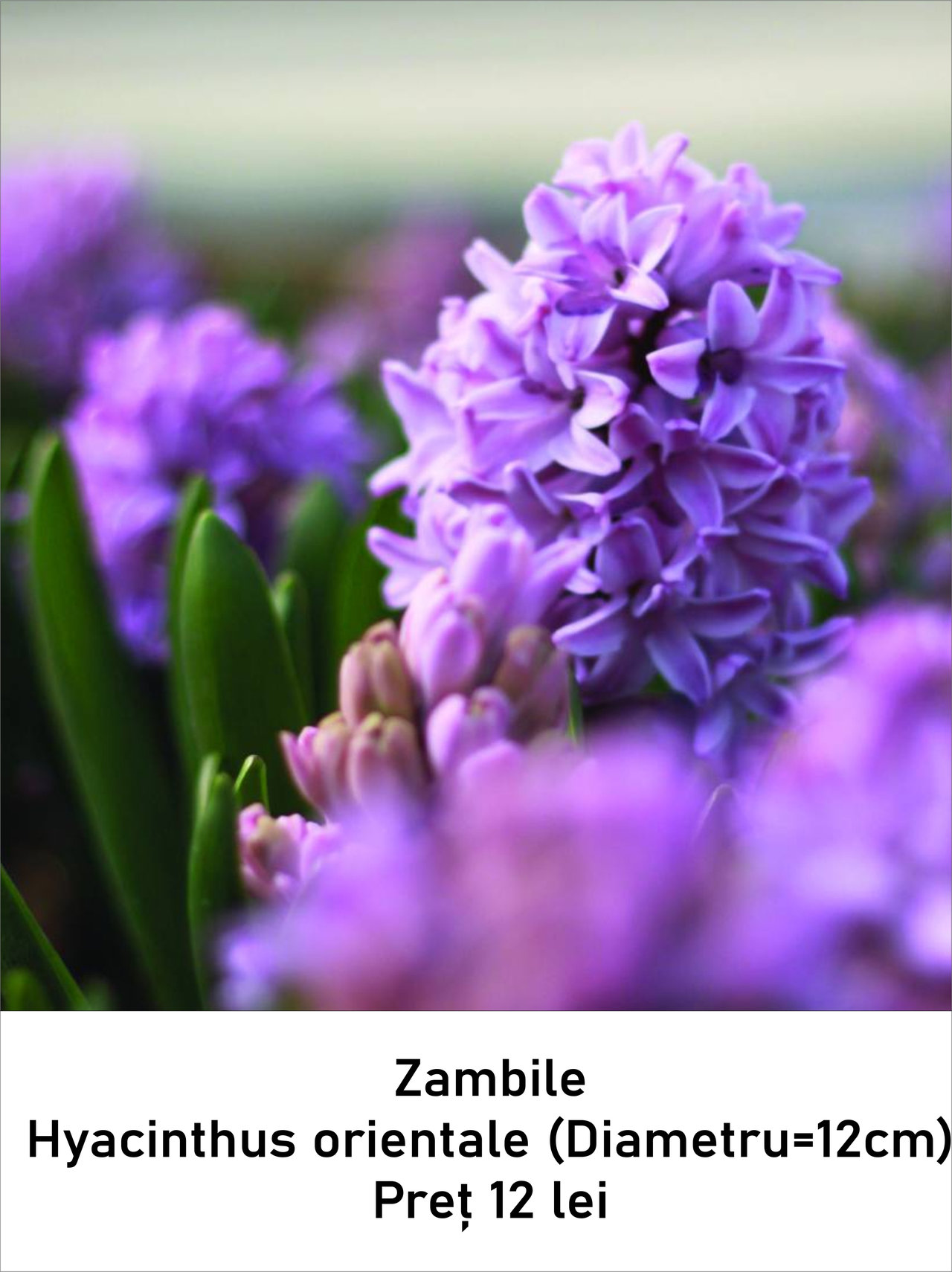 magazin primule servicii publice iasi