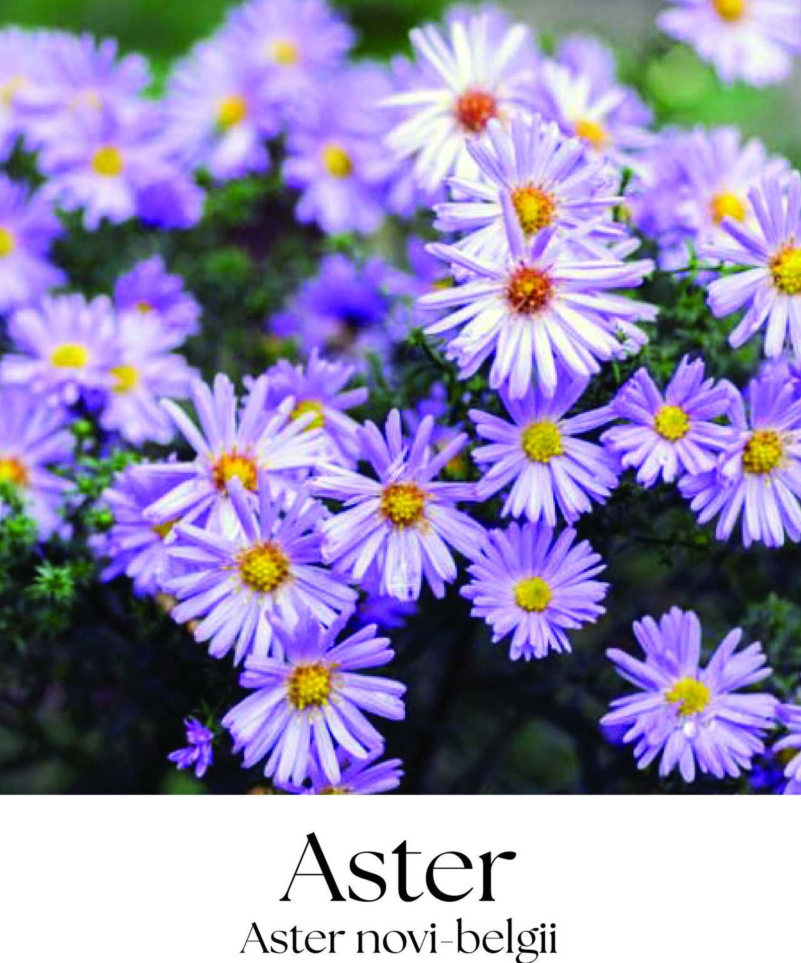 magazin aster servicii publice iasi