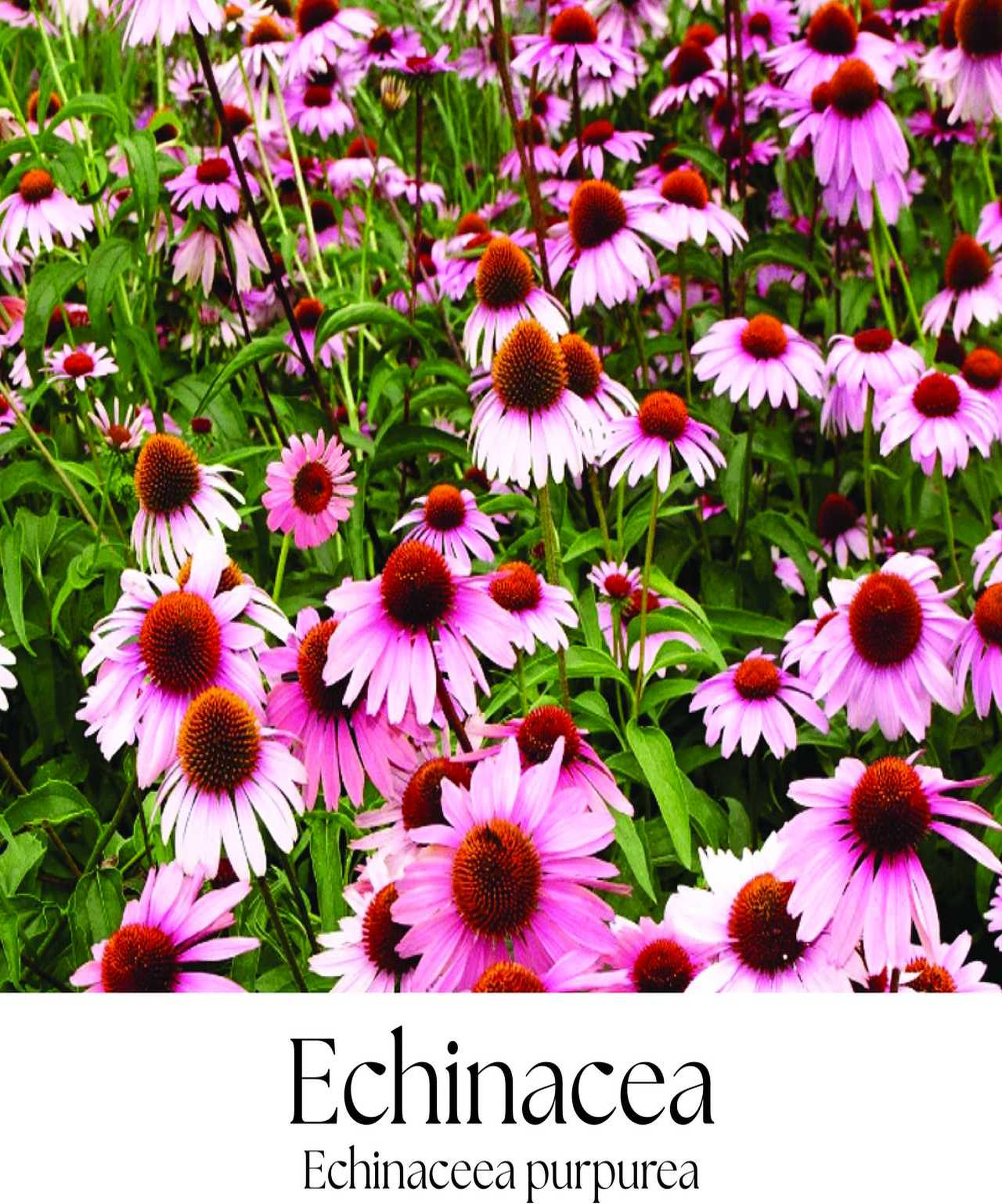 magazin echinacea servicii publice iasi