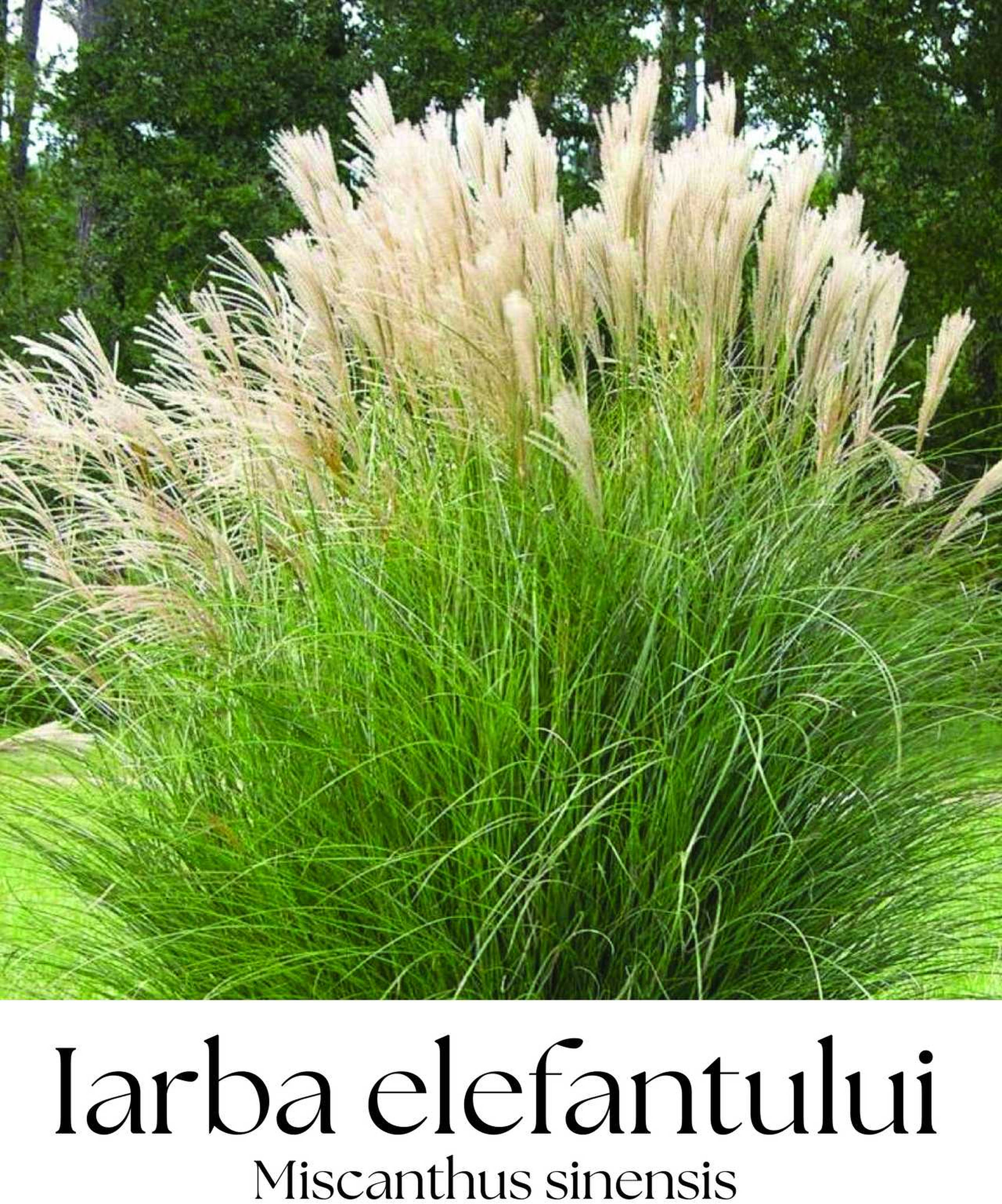 magazin iarba elefantului servicii publice iasi