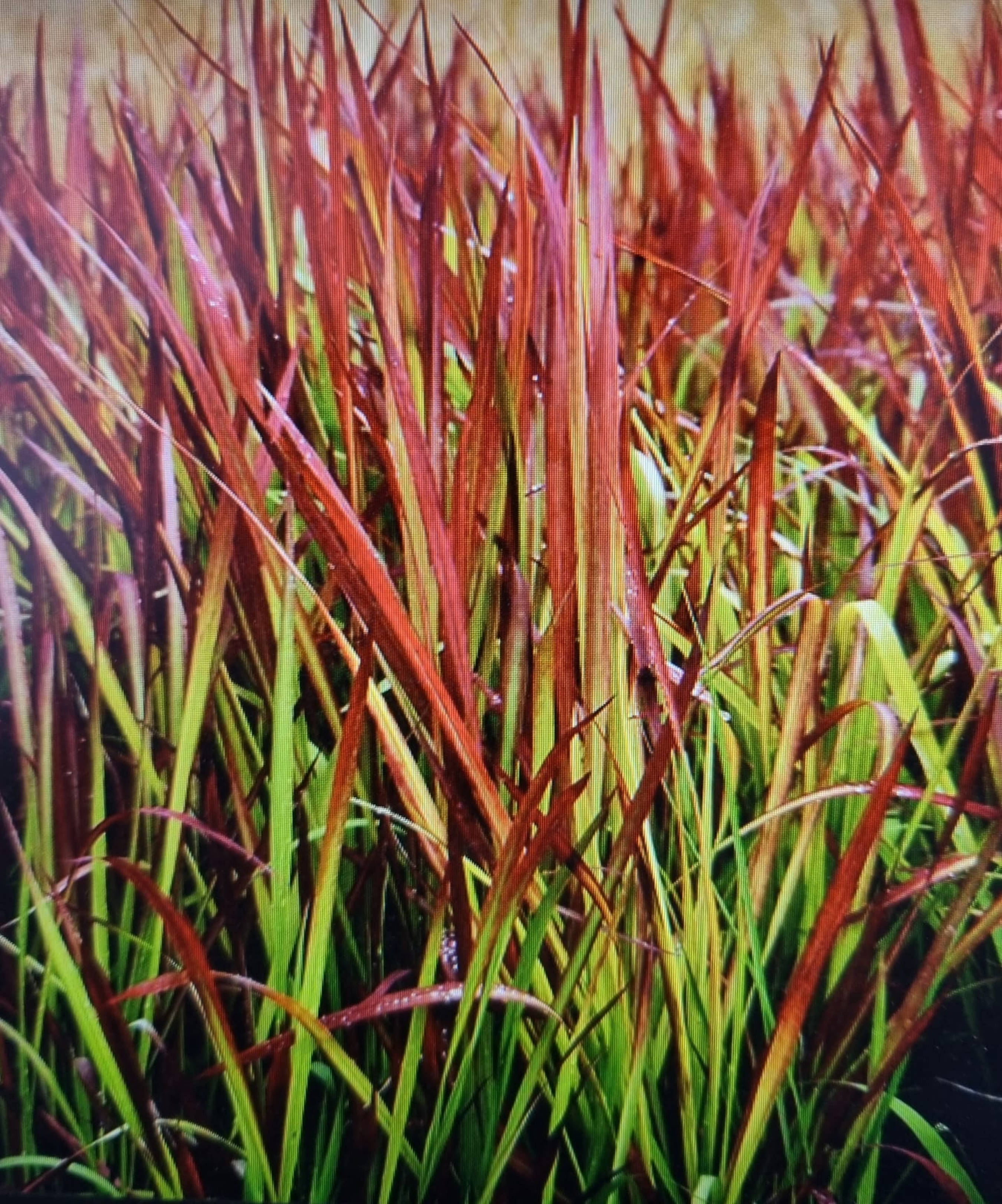 magazin iarba rosie servicii publice iasi