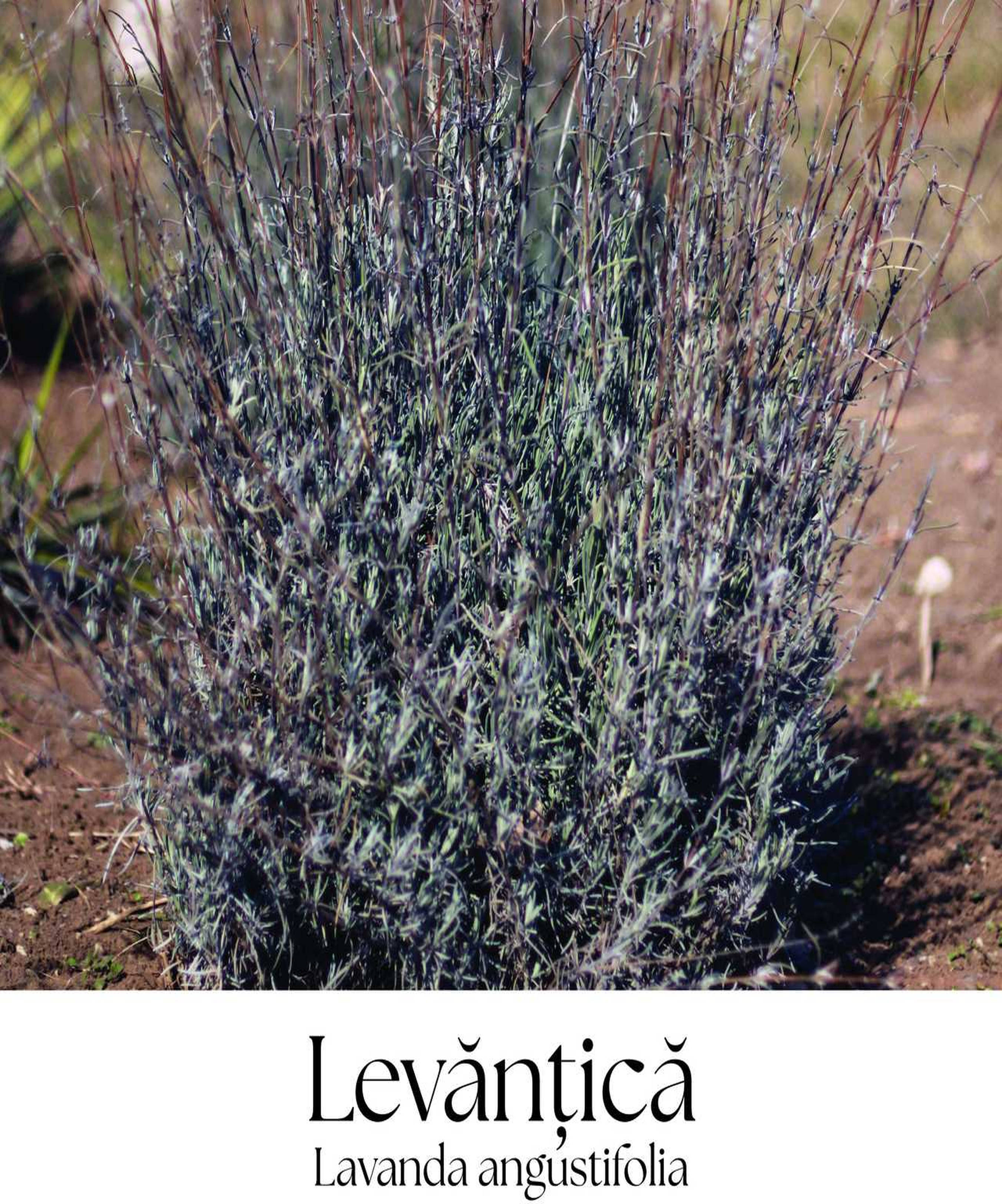 magazin levantica servicii publice iasi