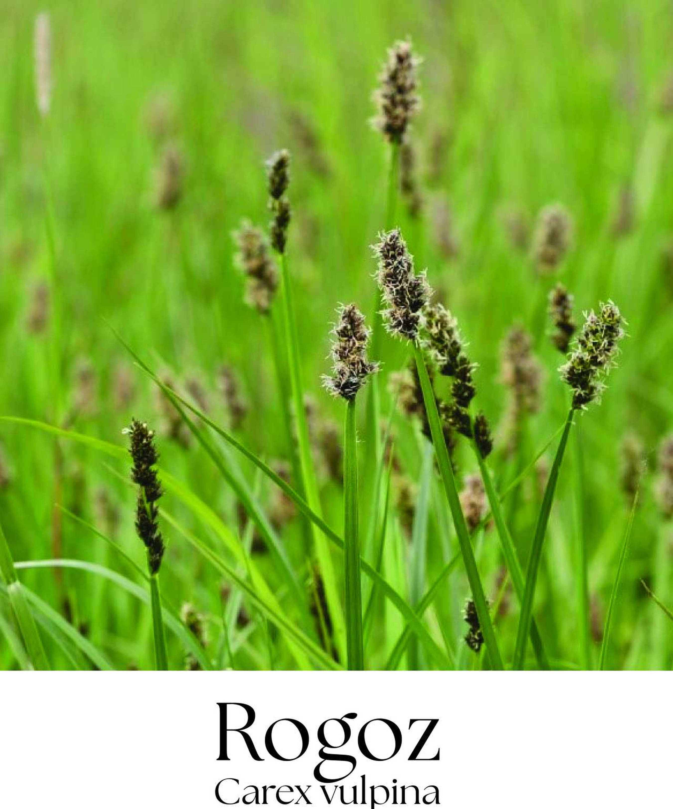 magazin rogoz servicii publice iasi