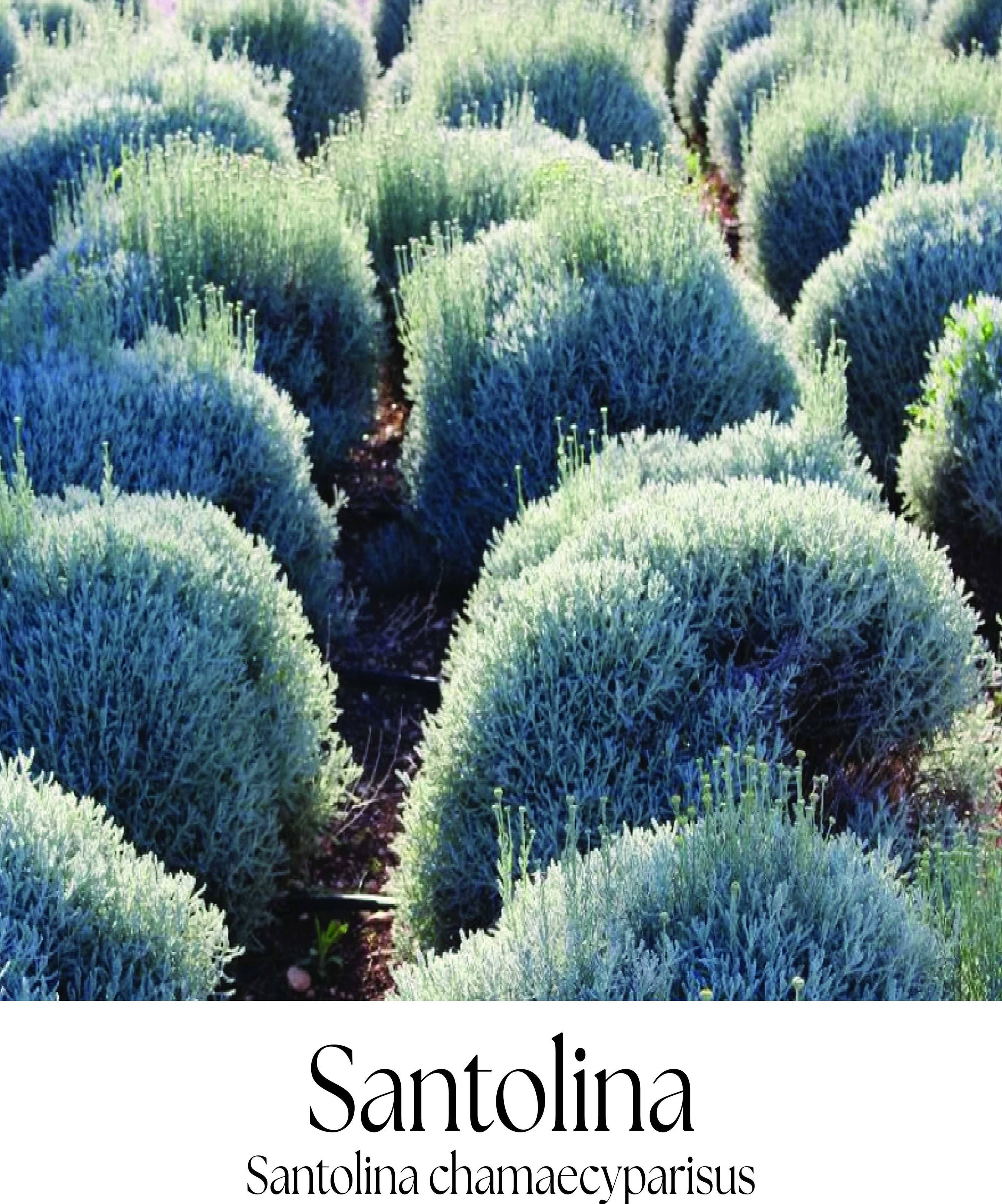 magazin santolina servicii publice iasi