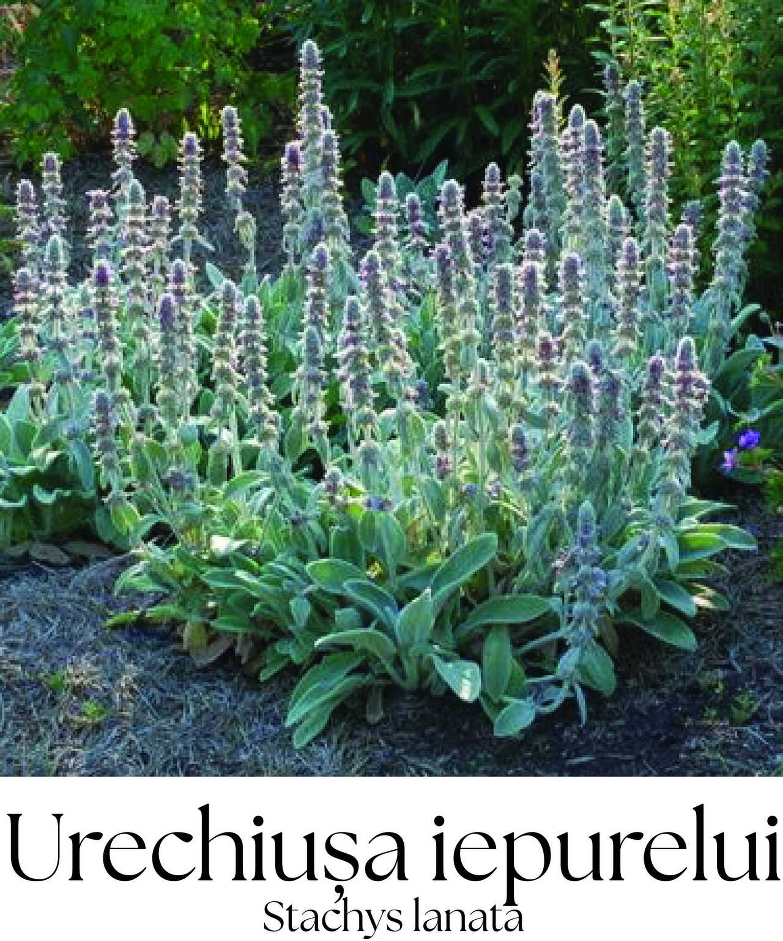 magazin urechiusa iepurelui servicii publice iasi