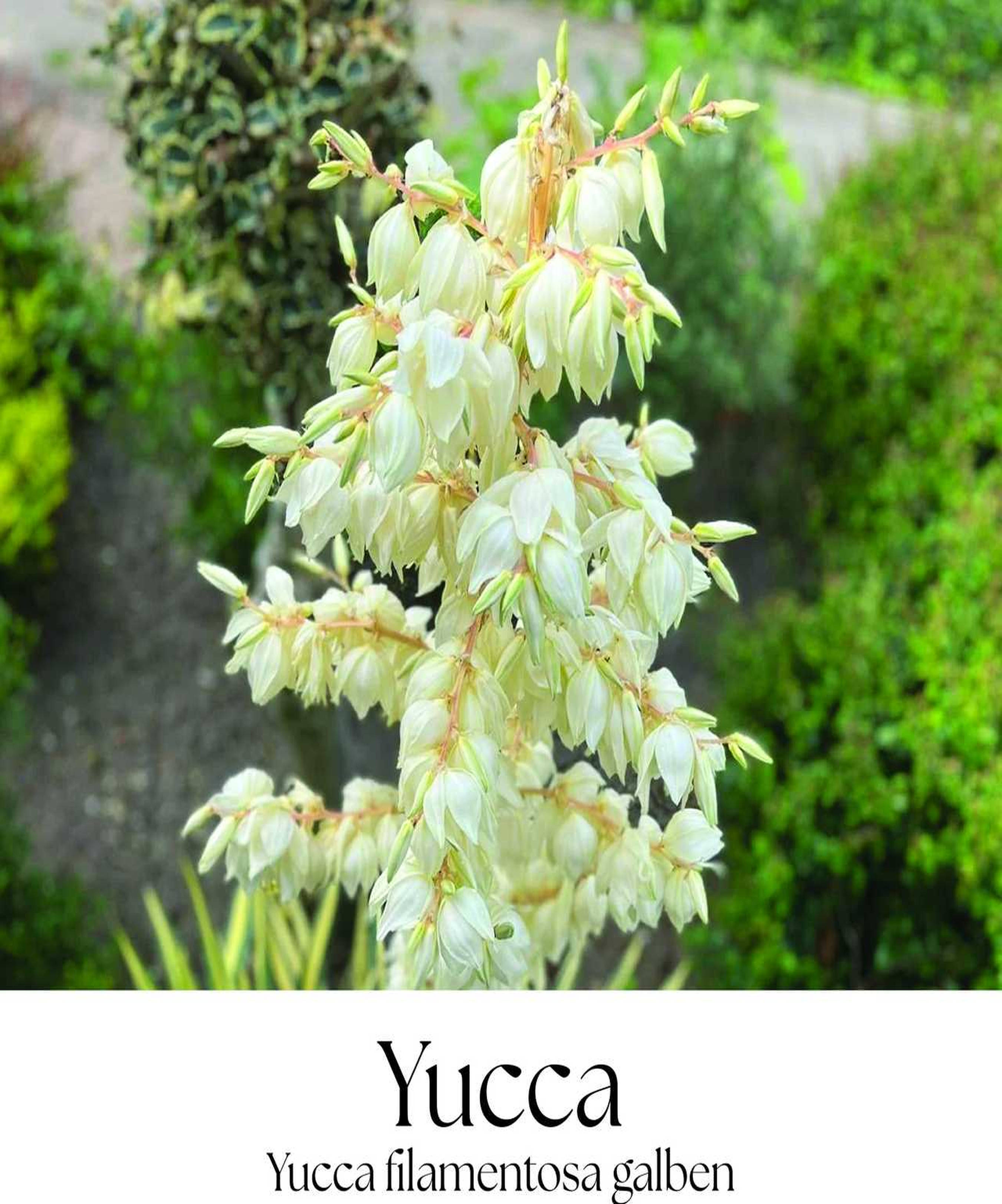 magazin yucca servicii publice iasi